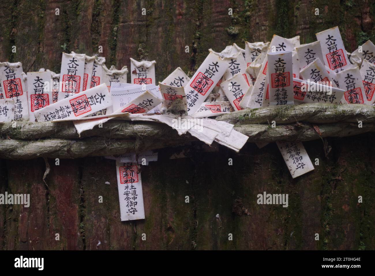 Omikuji-Vermögen Umwickelt Um Baum Stockfoto