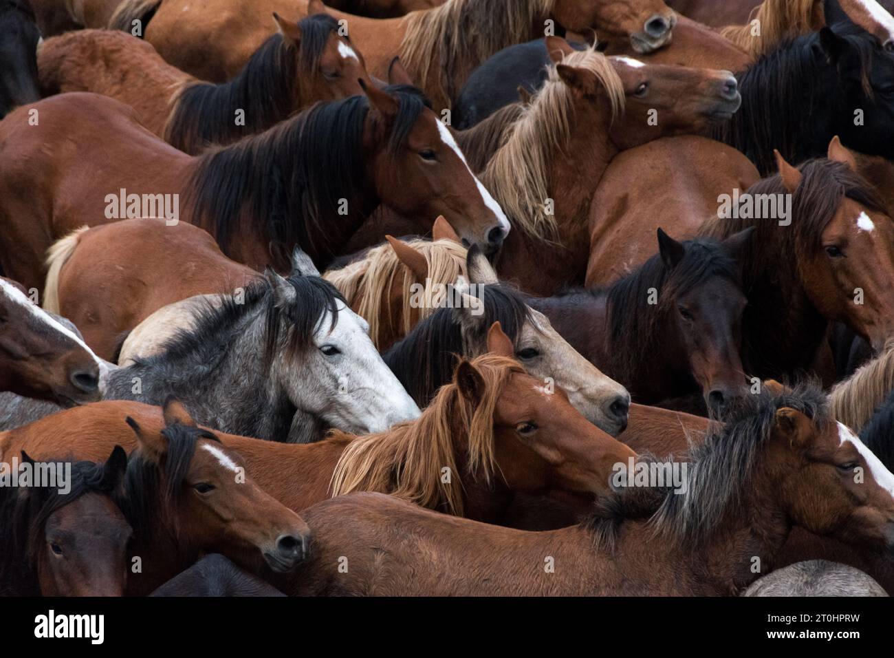 Pferde eines Festivals in Galicien, spanien Stockfoto