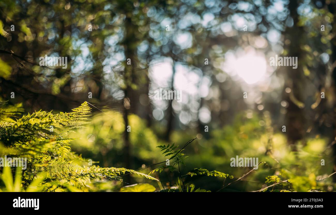Wilde Grüne Fern Hinterlässt Pflanzen Im Tatra-Wald In Polen Stockfoto