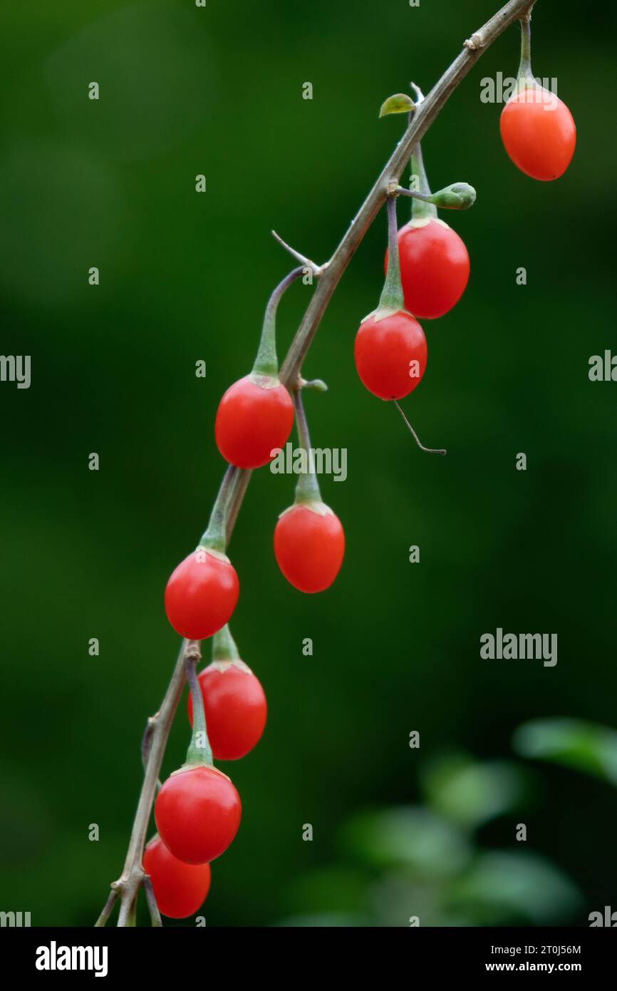 Frische rote Goji-Beeren auf einer Pflanze in der Nähe draußen Stockfoto