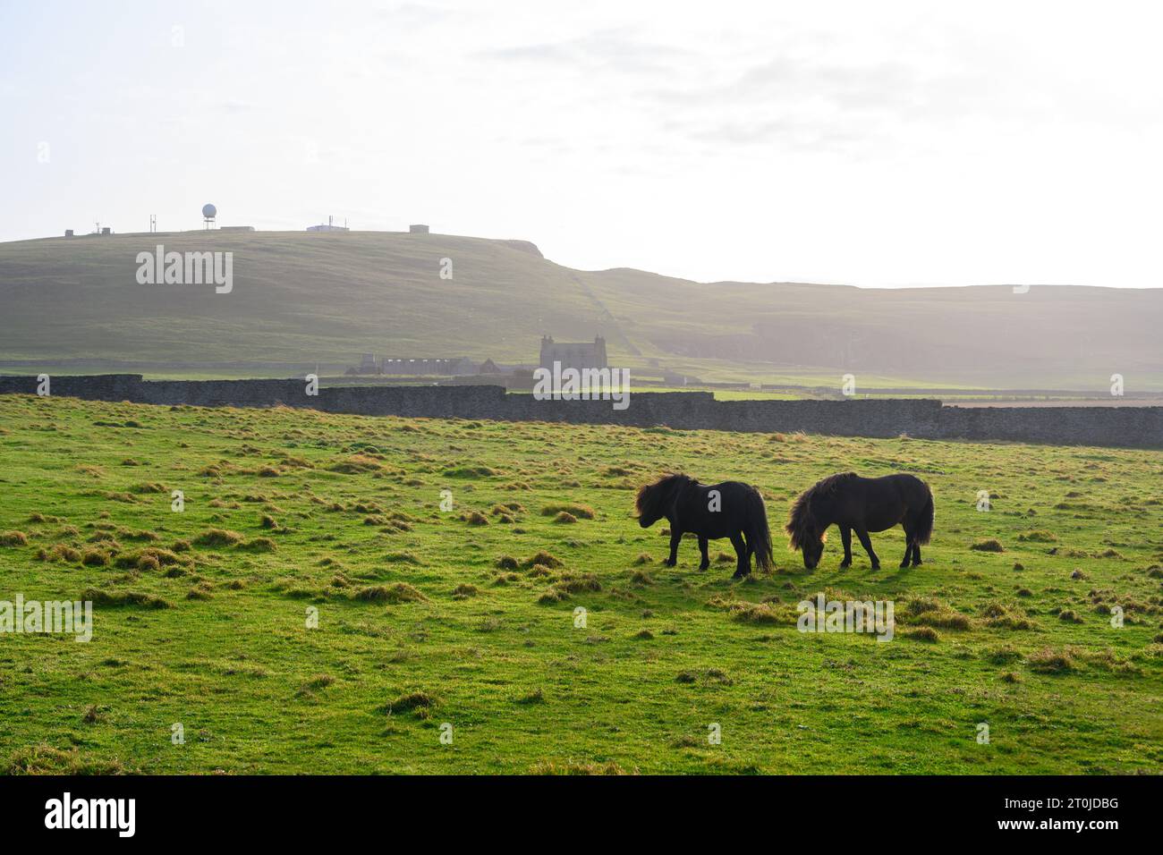 Shetland-Ponys in einem Feld in der Nähe von Jarlshof, Sumburgh, Festland, Shetland, Schottland, UK Stockfoto