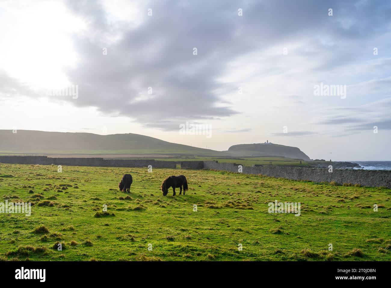 Shetland Ponys in einem Feld in der Nähe von Jarlshof, mit Sumburgh Lighthouse in der Ferne, Festland, Shetland, Schottland, Großbritannien Stockfoto