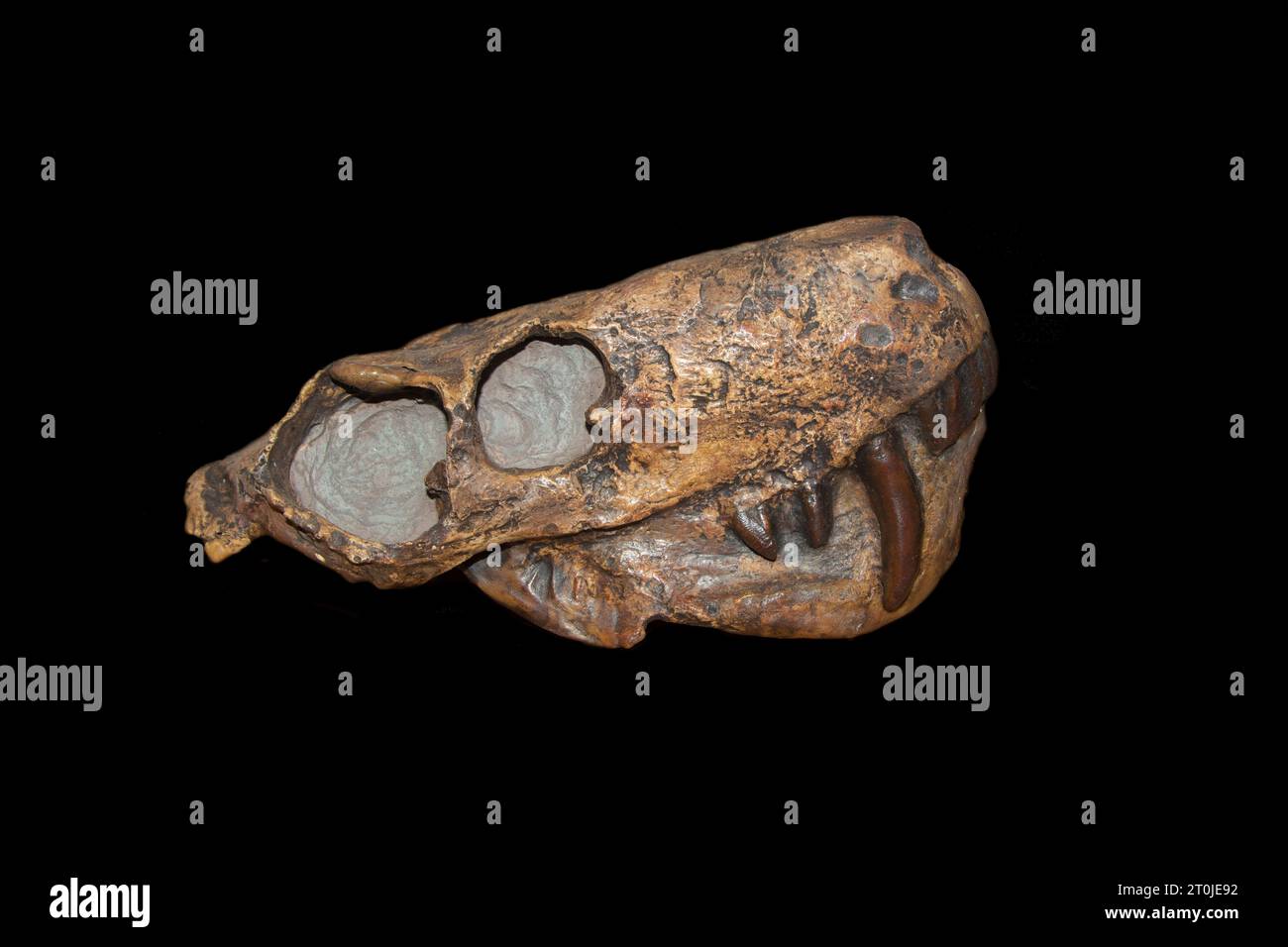 Fossiler Schädel von Cynognathus, einem säugetierähnlichen Reptil aus der Triaszeit Stockfoto