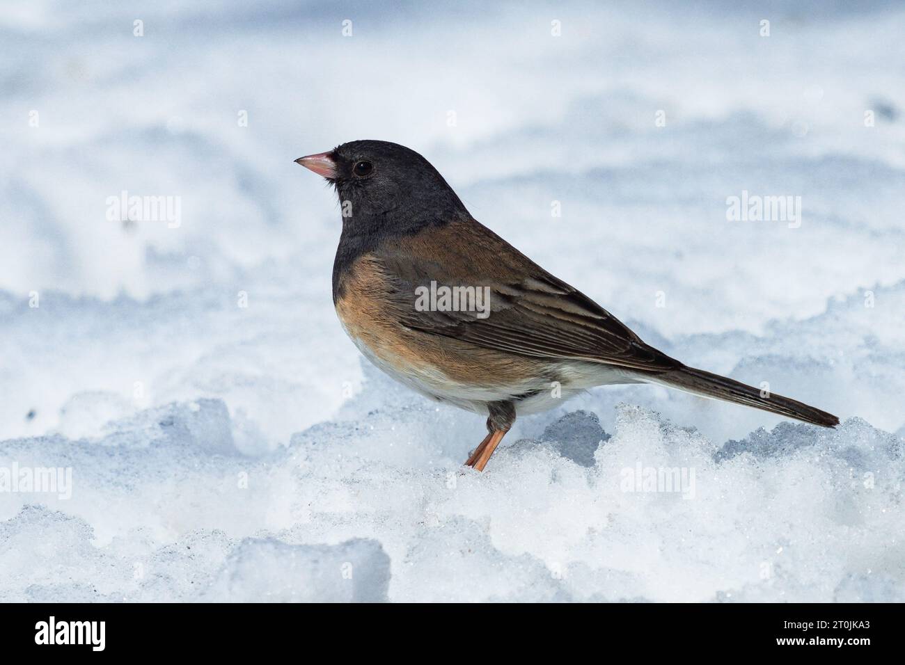 Ein dunkeläugiger Junco (Oregon-Variante) im Schnee im Seitenprofil mit guten Federmustern. Nahansicht. Stockfoto