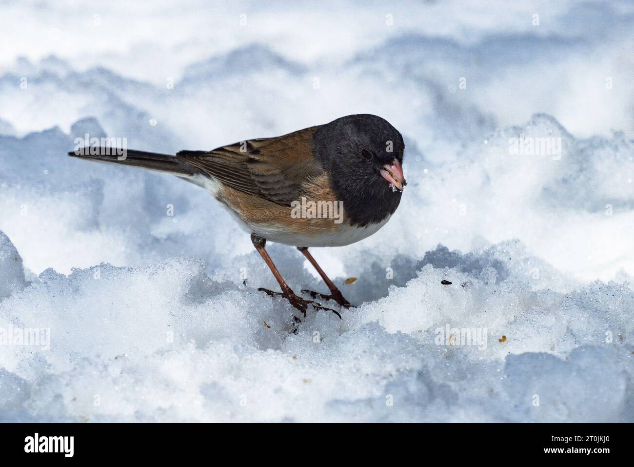 Nahaufnahme eines dunkeläugigen Junco (Oregon-Sorte), der im Winter im Schnee nach Samen sucht. Stockfoto