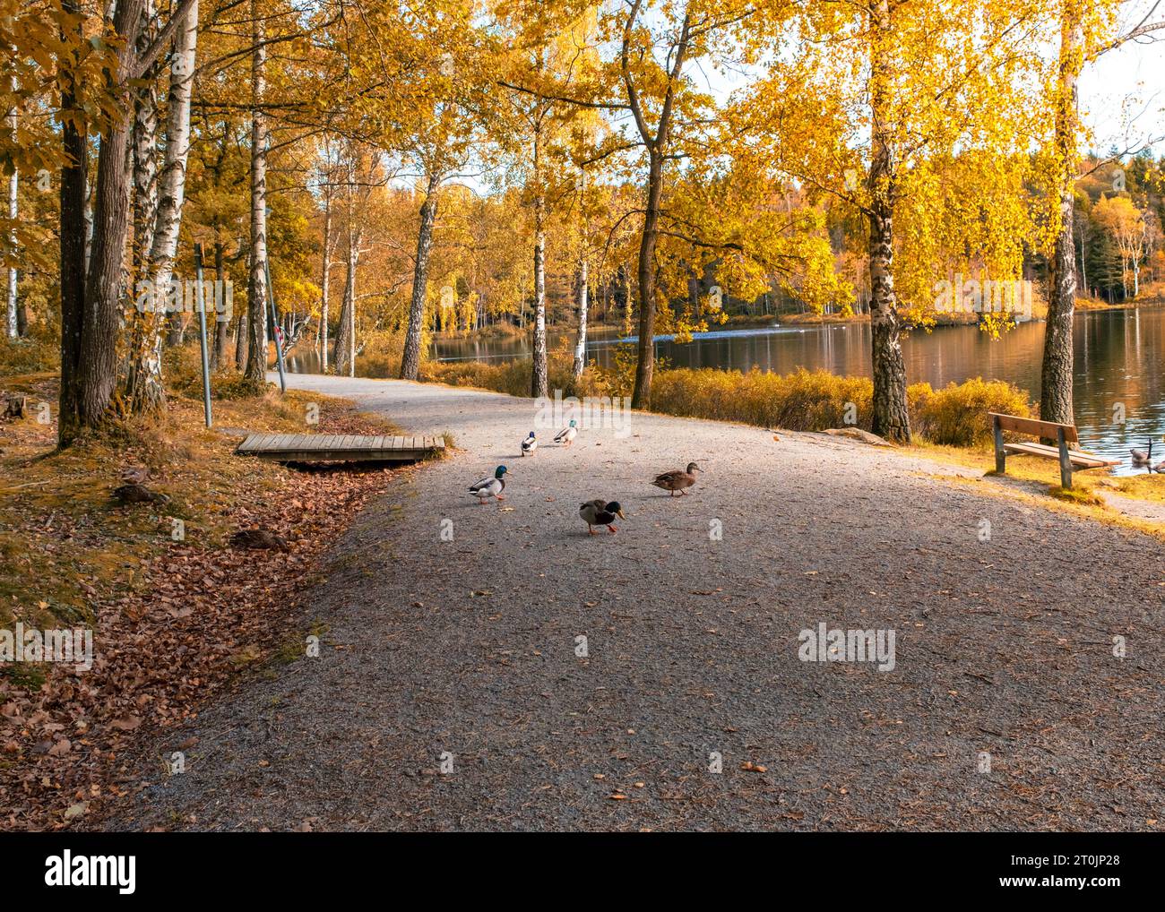 Familie von Enten, die Wanderwege mit bunten Bäumen im frühen Herbst kreuzen, spiegelt sich im ruhigen Wasser mit Enten und Schwänen in Kungalv göteborg Stockfoto