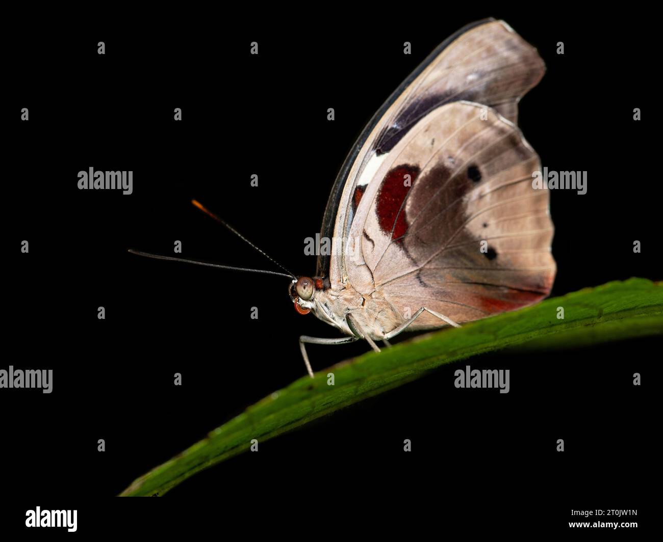 Catonephele numilia, das blau-mattierte Banner, blau-mattierte Catone, griechischer Schuhmacher oder Ampel Catone Stockfoto