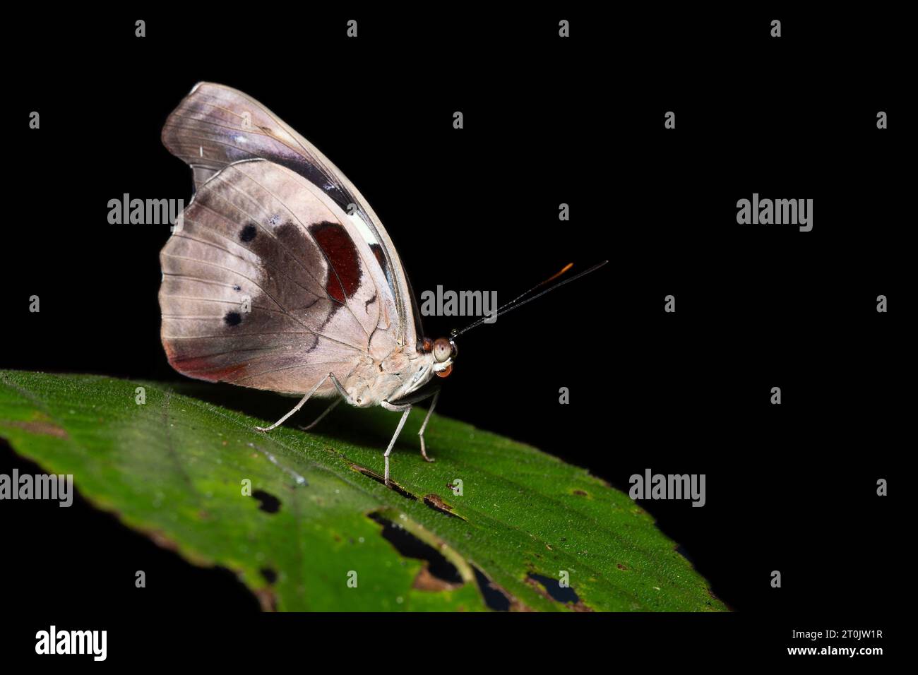 Catonephele numilia, das blau-mattierte Banner, blau-mattierte Catone, griechischer Schuhmacher oder Ampel Catone Stockfoto