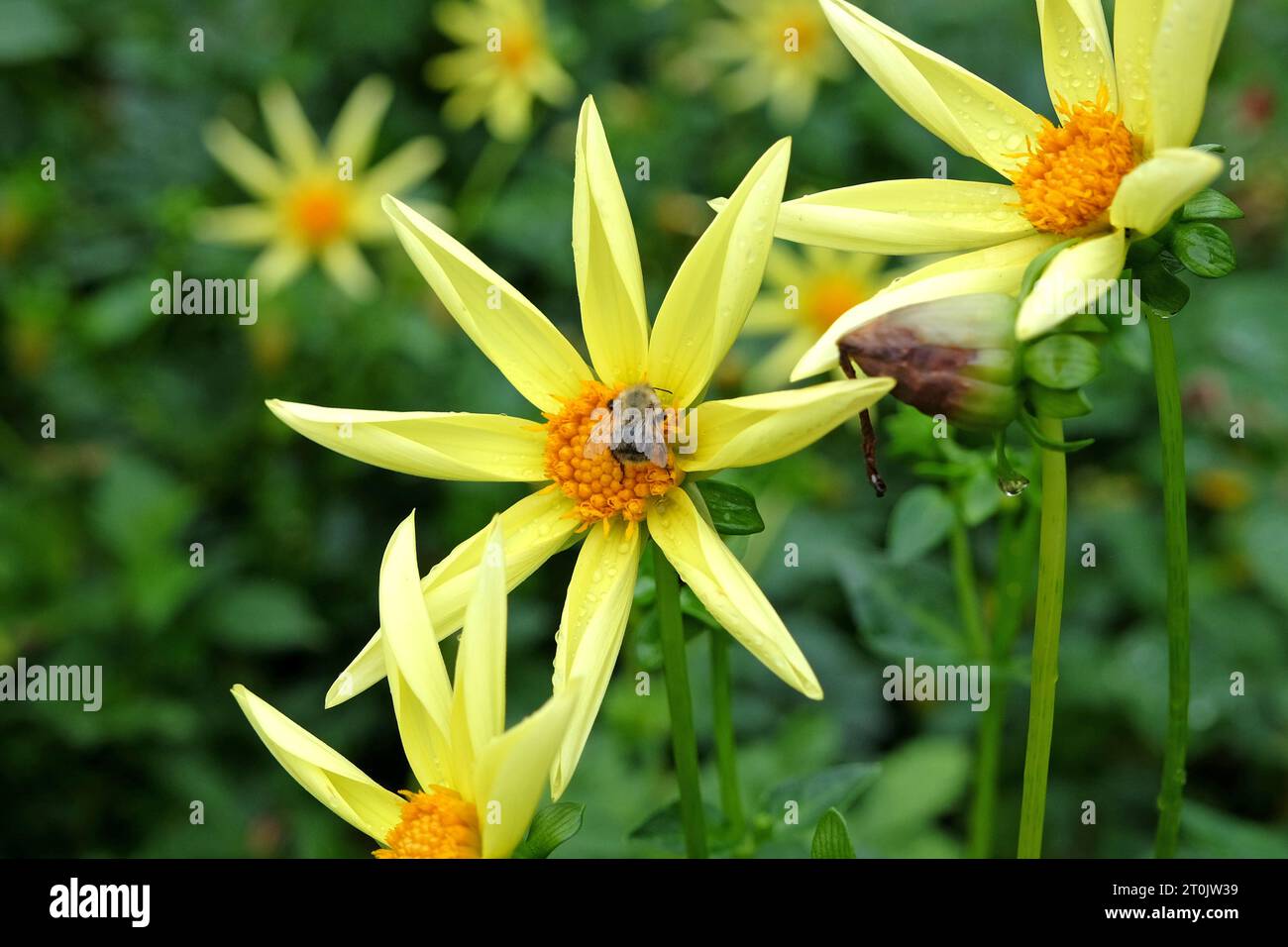 Hummel auf einem gelben Stern Dahlia 'Honka' in der Blüte Stockfoto