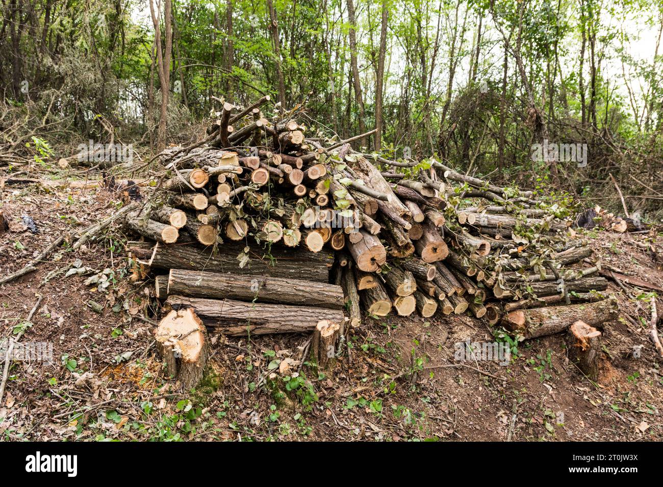 Schnitte im Wald, von denen jeder einen Meter lang ist, ordentlich hintereinander übereinander gestapelt, für den weiteren Transport vorbereitet. Brennholzaufbereitung Stockfoto