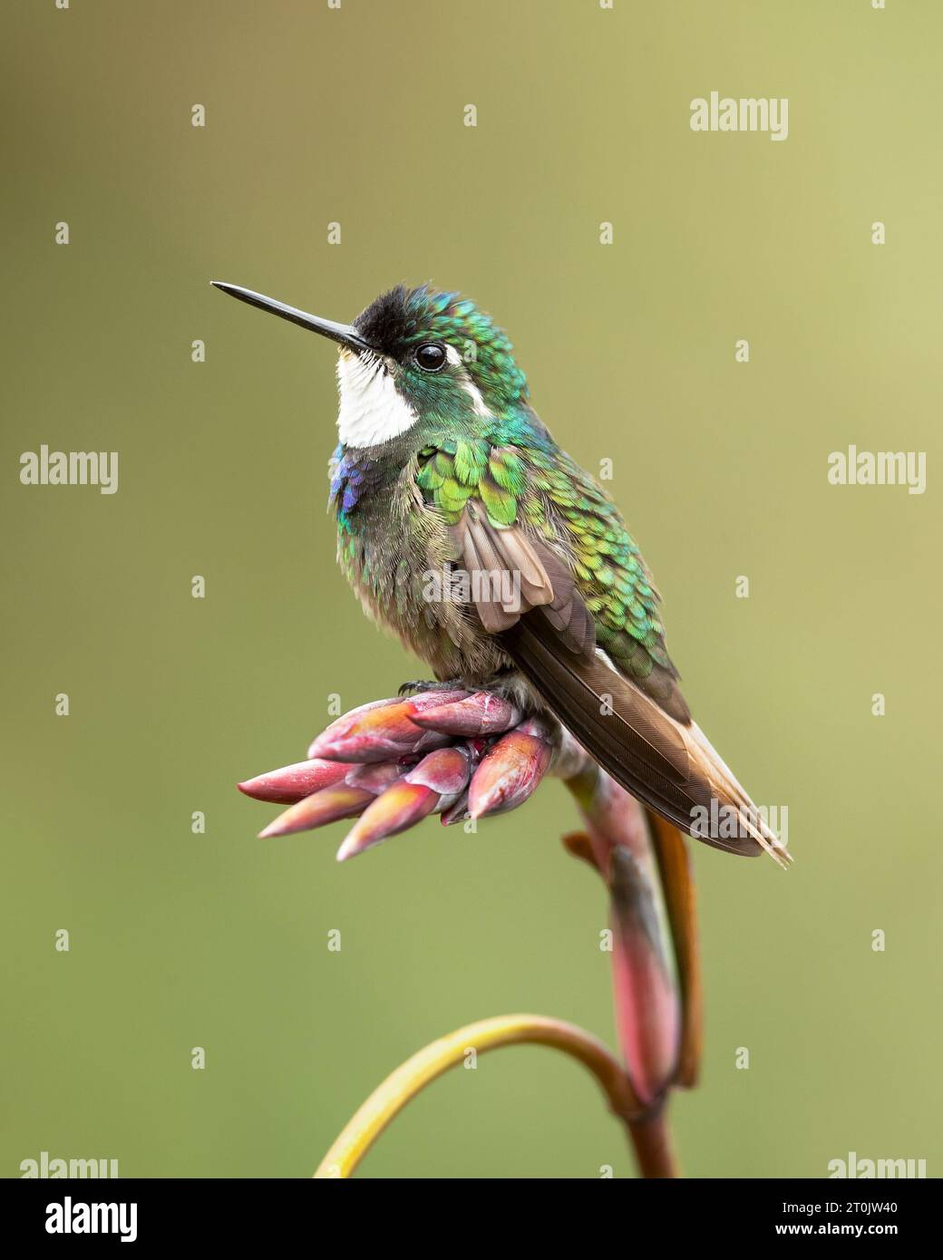 Der Weißkehlkopf (Lampornis castaneoventris) ist eine Kolibris-Art Stockfoto