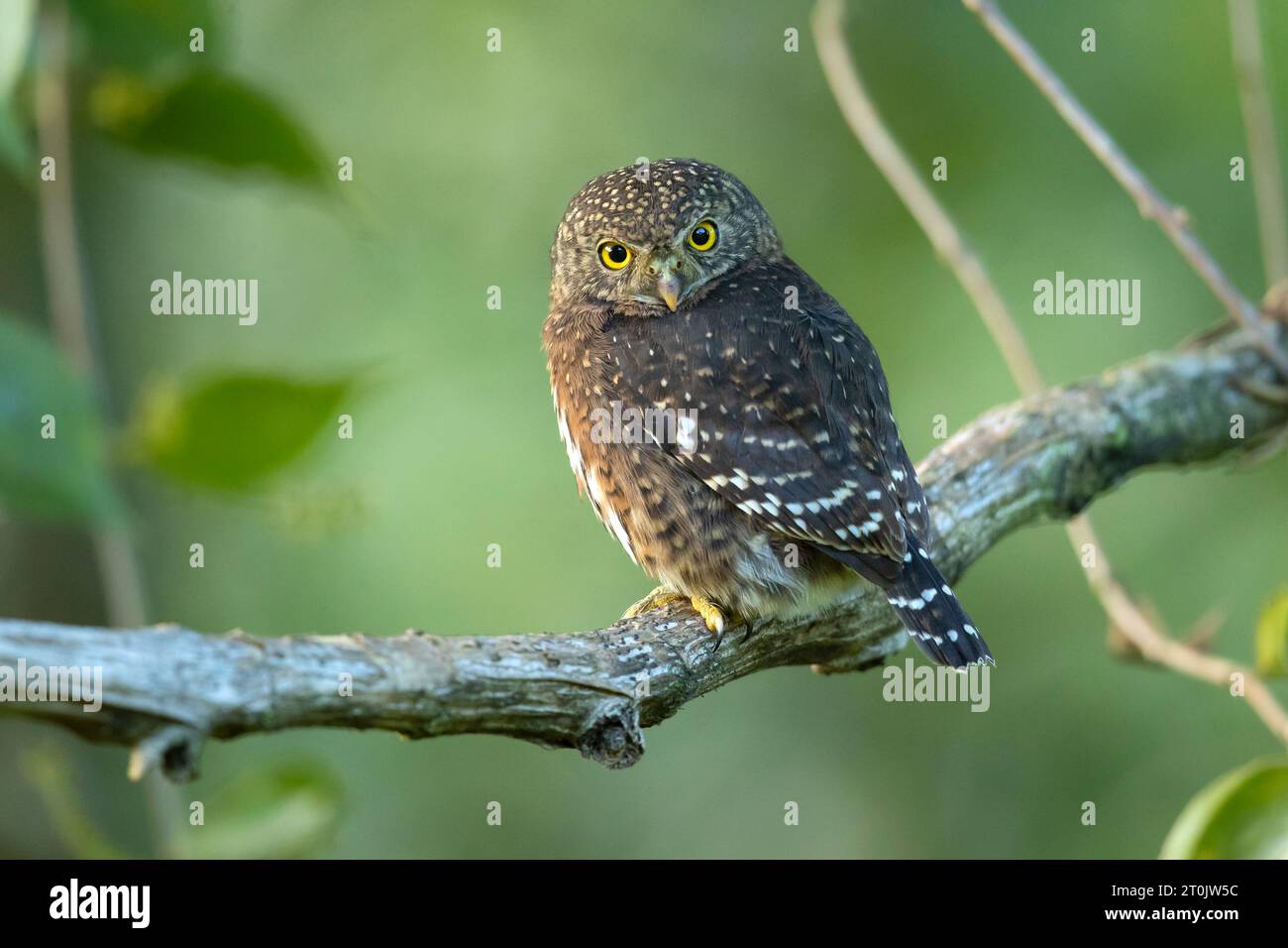 Der Costa-ricanische Zwergkauz (Glaucidium costaricanum) ist eine kleine „typische Eule“ in der Unterfamilie Surniinae. Stockfoto