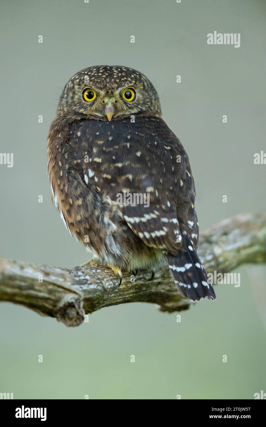 Der Costa-ricanische Zwergkauz (Glaucidium costaricanum) ist eine kleine „typische Eule“ in der Unterfamilie Surniinae. Stockfoto