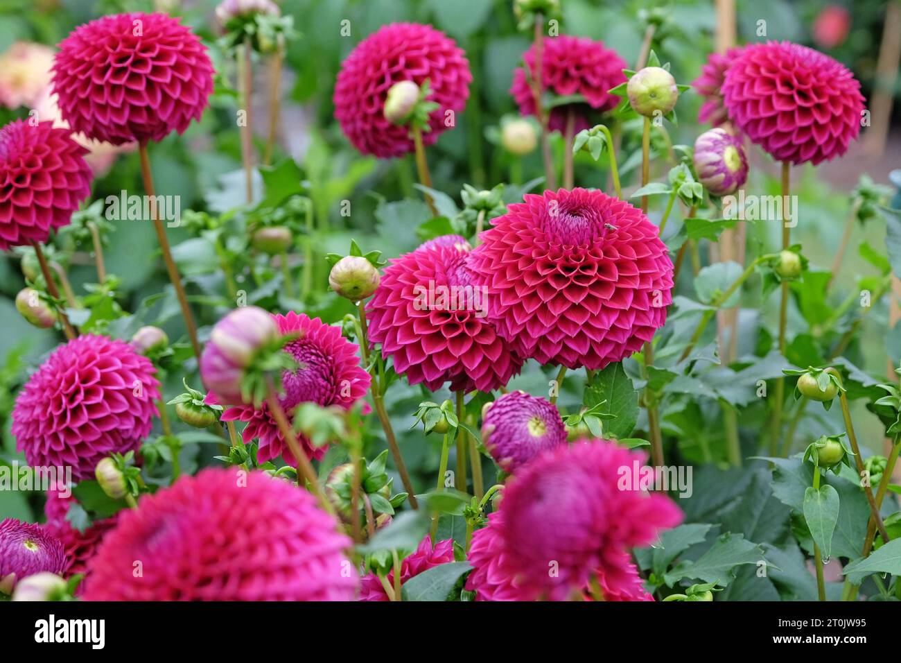 Rot-violette Kugel-Dahlia „Blyton Red Ace“ in Blume. Stockfoto