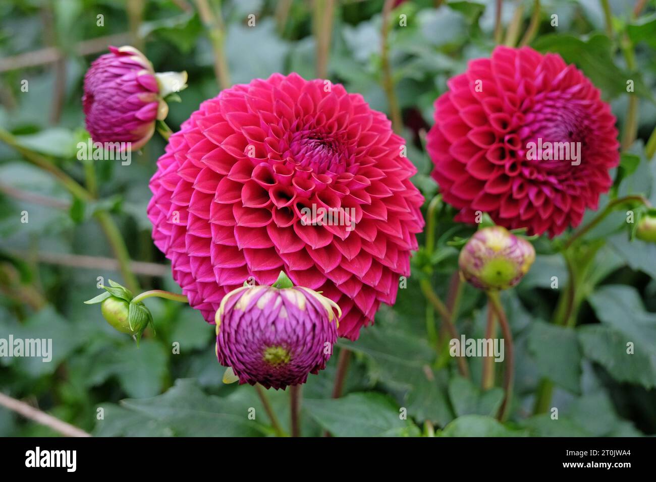 Rot-violette Kugel-Dahlia „Blyton Red Ace“ in Blume. Stockfoto