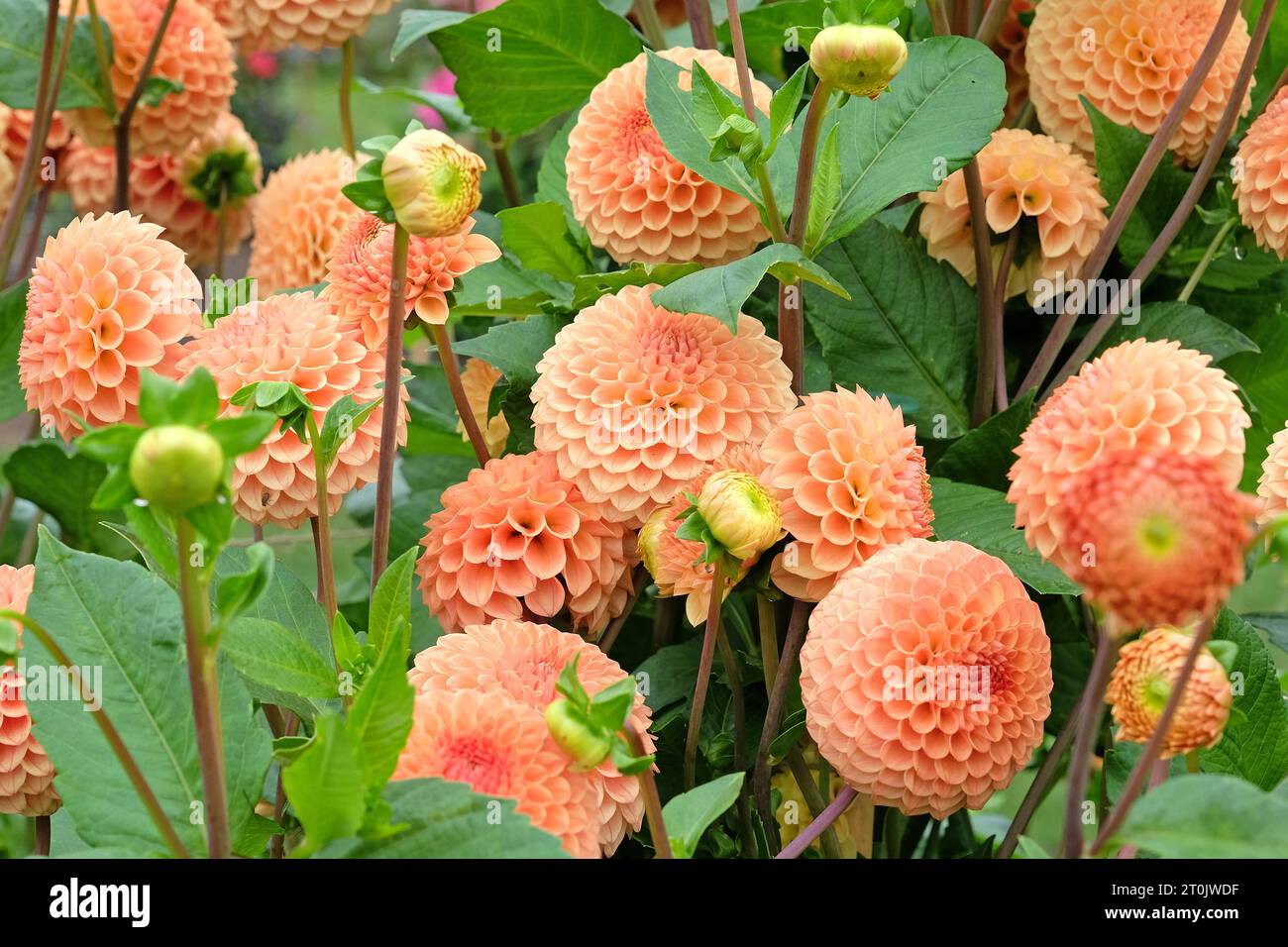 Hellorange Kugel Dahlia Ryecroft Jill in Blume. Stockfoto