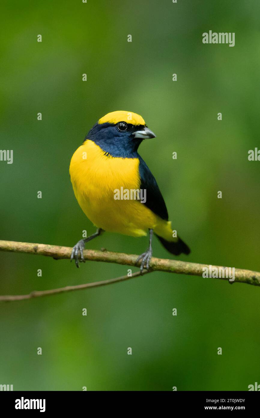 Die gelb gekrönte Euphonie (Euphonia luteicapilla) ist eine Vogelart aus der Familie der Fringillidae. Sie kommt in Costa Rica, Nicaragua und Panama vor Stockfoto