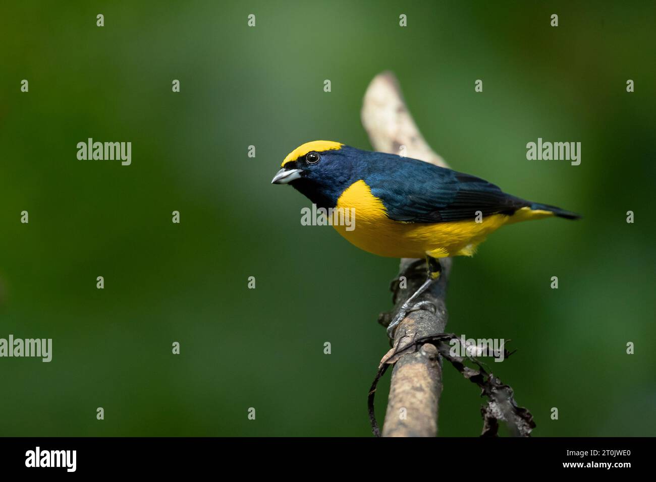 Die gelb gekrönte Euphonie (Euphonia luteicapilla) ist eine Vogelart aus der Familie der Fringillidae. Sie kommt in Costa Rica, Nicaragua und Panama vor Stockfoto