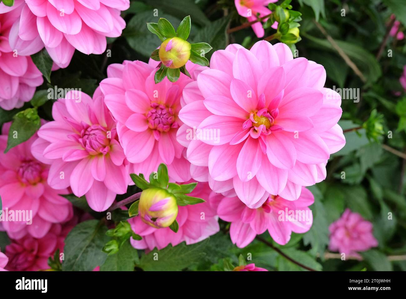 Leuchtend rosa dekorative Dahlie „Garden Time“ in Blume. Stockfoto