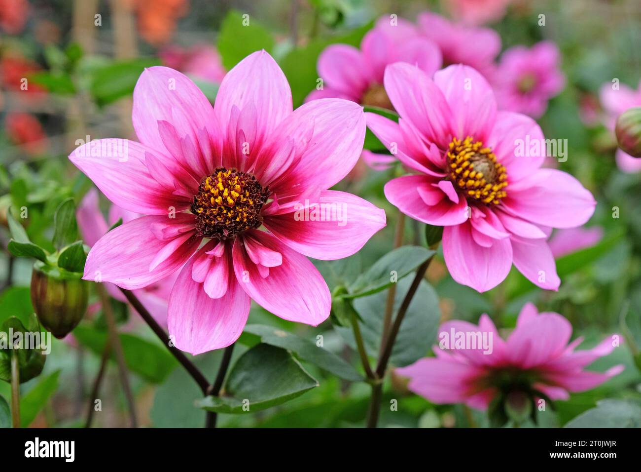 Rosa und violette Collarette Dahlia ÔSkyfallÕ in Blüte. Stockfoto