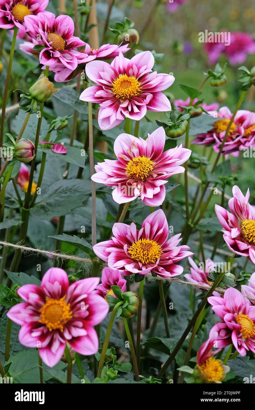 Rosafarbenes und lila Kragen Dahlia „Liquid Desire“ in Blume. Stockfoto