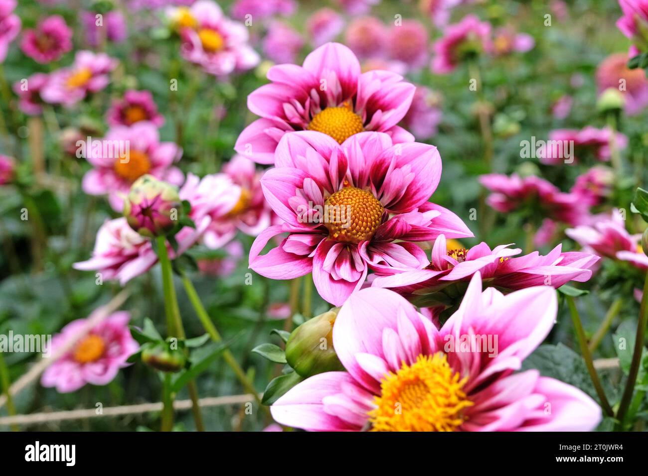 Rosafarbenes und lila Kragen Dahlia „Liquid Desire“ in Blume. Stockfoto