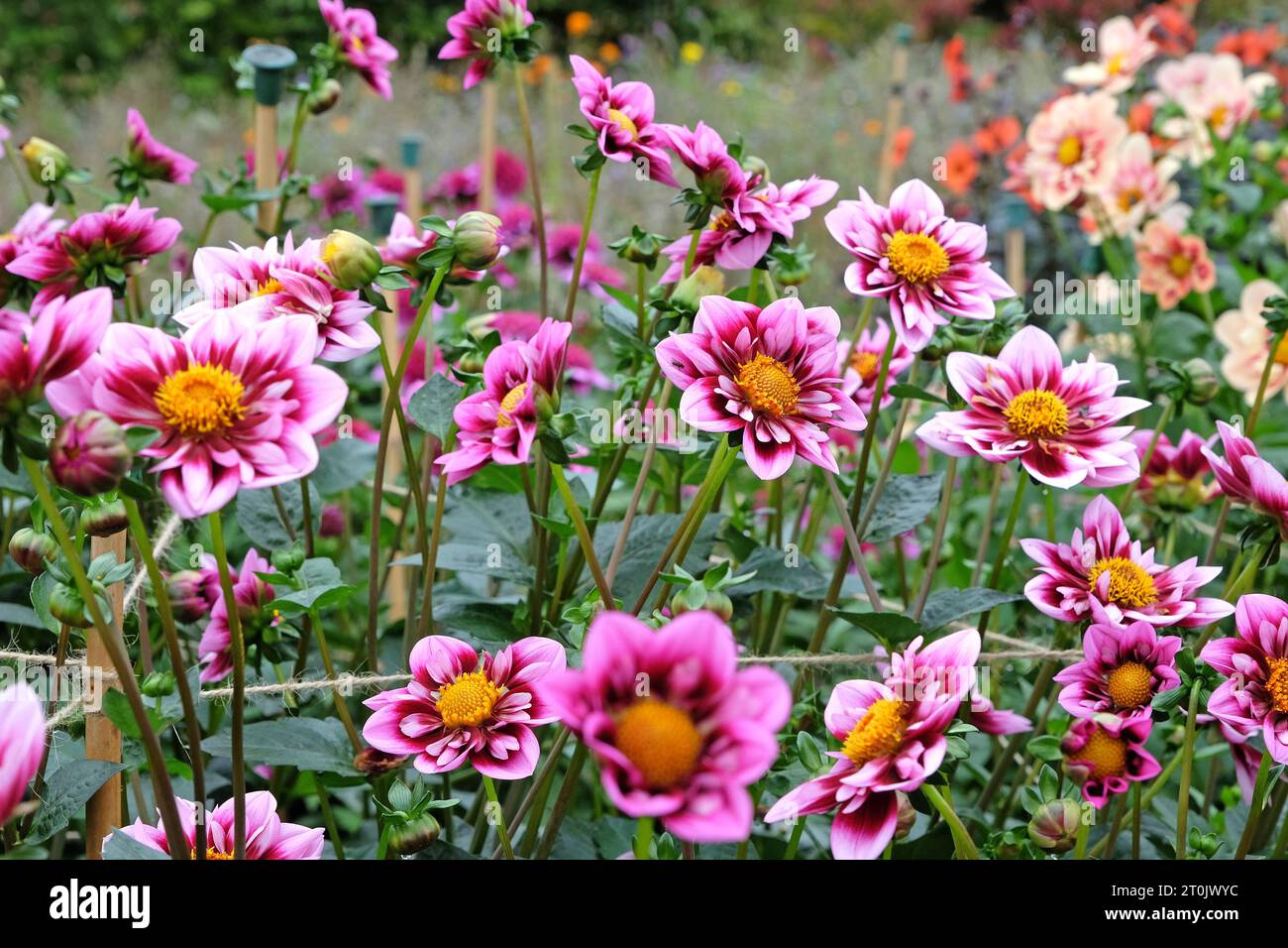 Rosafarbenes und lila Kragen Dahlia „Liquid Desire“ in Blume. Stockfoto