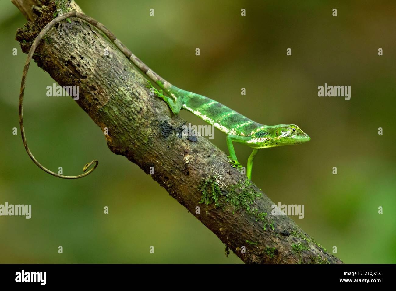 Polychrus gutturosus, auch bekannt als Bertholds Buschanole oder Affenschwanzanole, ist eine Art von Eidechsen Stockfoto