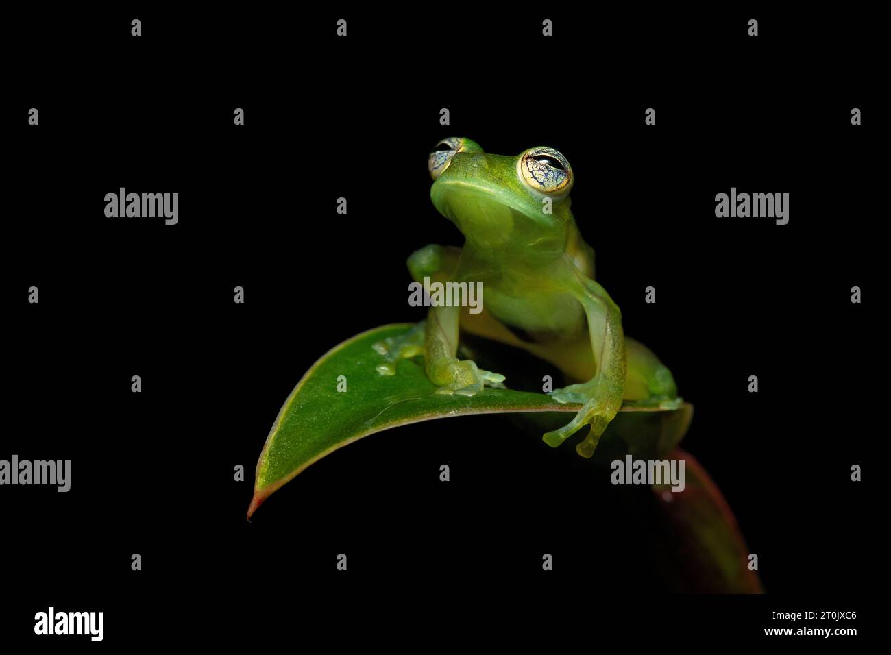 Teratohyla spinosa (gebräuchlicher Name: Cochran-Stachelfrosch) ist eine Froschart aus der Familie der Centrolenidae. Stockfoto