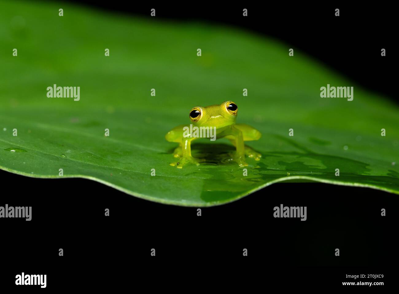 Teratohyla spinosa (gebräuchlicher Name: Cochran-Stachelfrosch) ist eine Froschart aus der Familie der Centrolenidae. Stockfoto