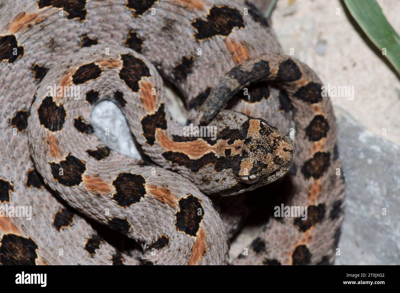 Western Pygmy Klapperschlange, Sistrurus miliarius Stockfoto