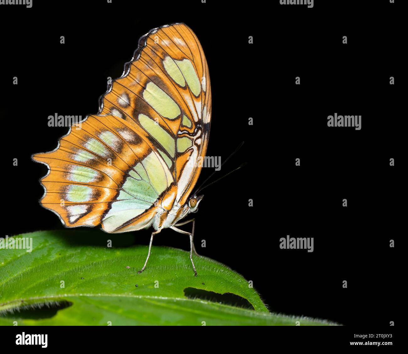 Siproeta stelenes (Malachit) ist ein neotropischer, bürstenfüßiger Schmetterling (Familie Nymphalidae). Stockfoto