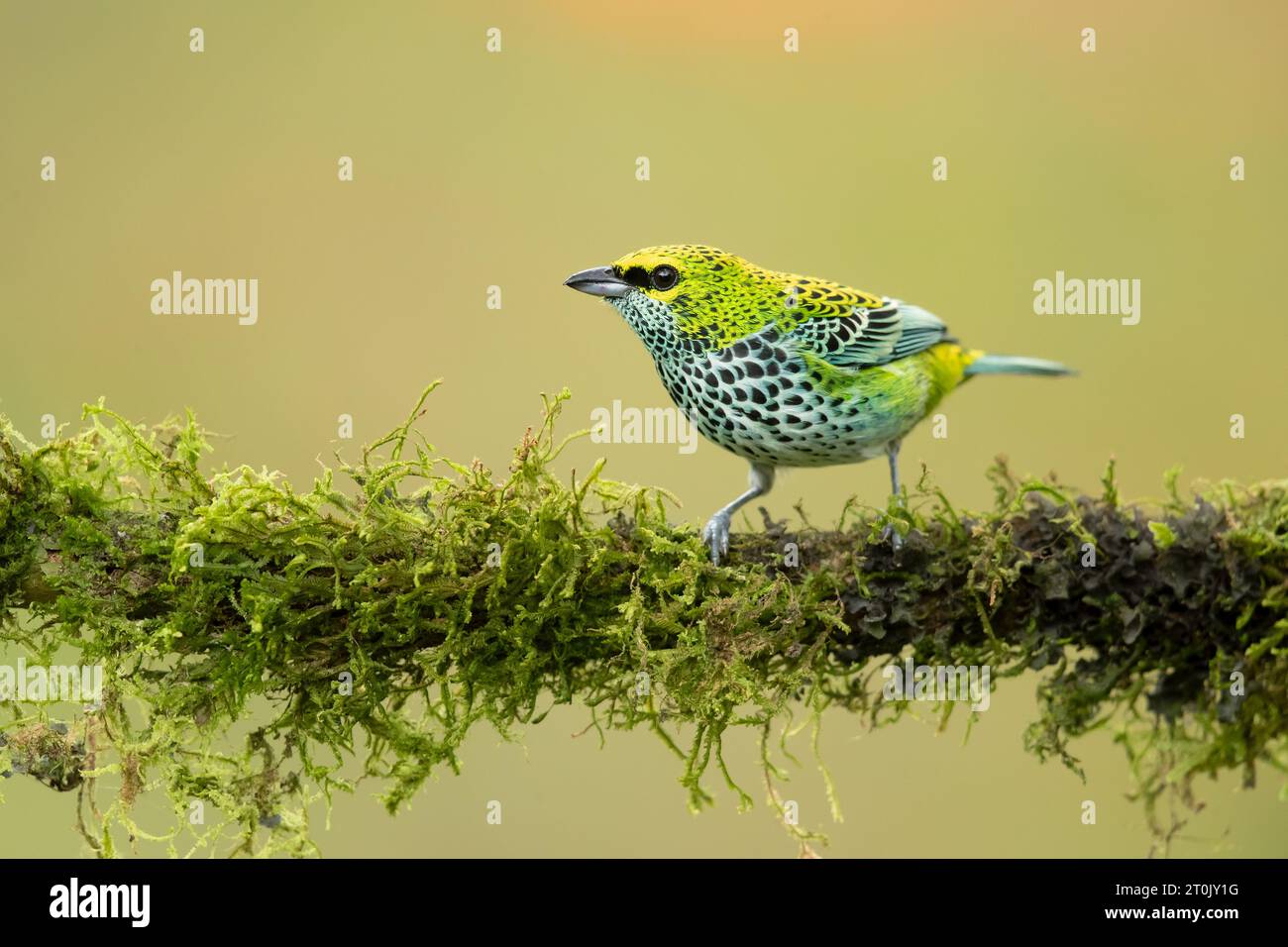 Es ist ein ansässiger Züchter in Costa Rica, Panama, Trinidad, Venezuela, Kolumbien, Guyana, Suriname Stockfoto