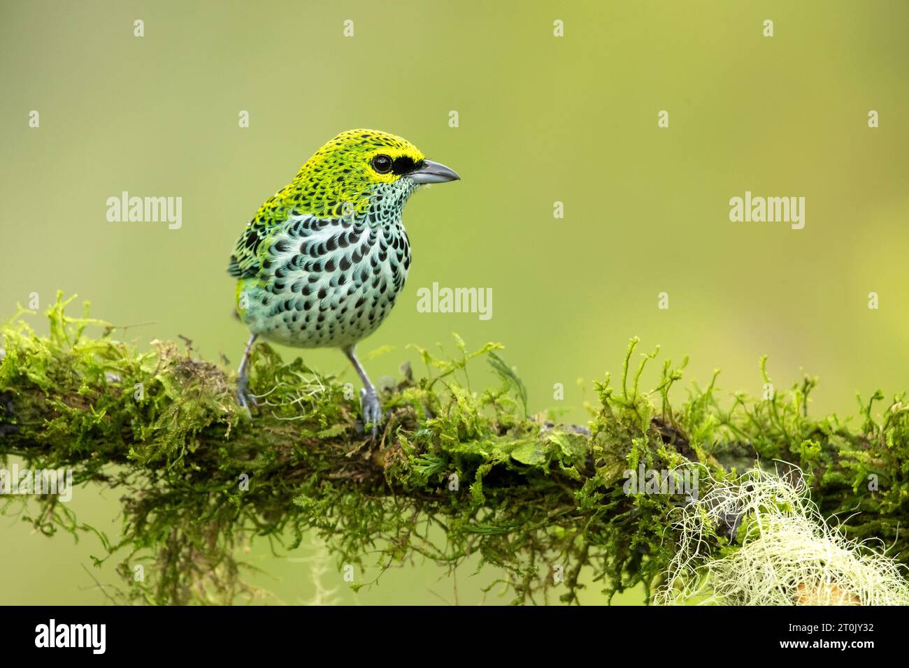 Es ist ein ansässiger Züchter in Costa Rica, Panama, Trinidad, Venezuela, Kolumbien, Guyana, Suriname Stockfoto