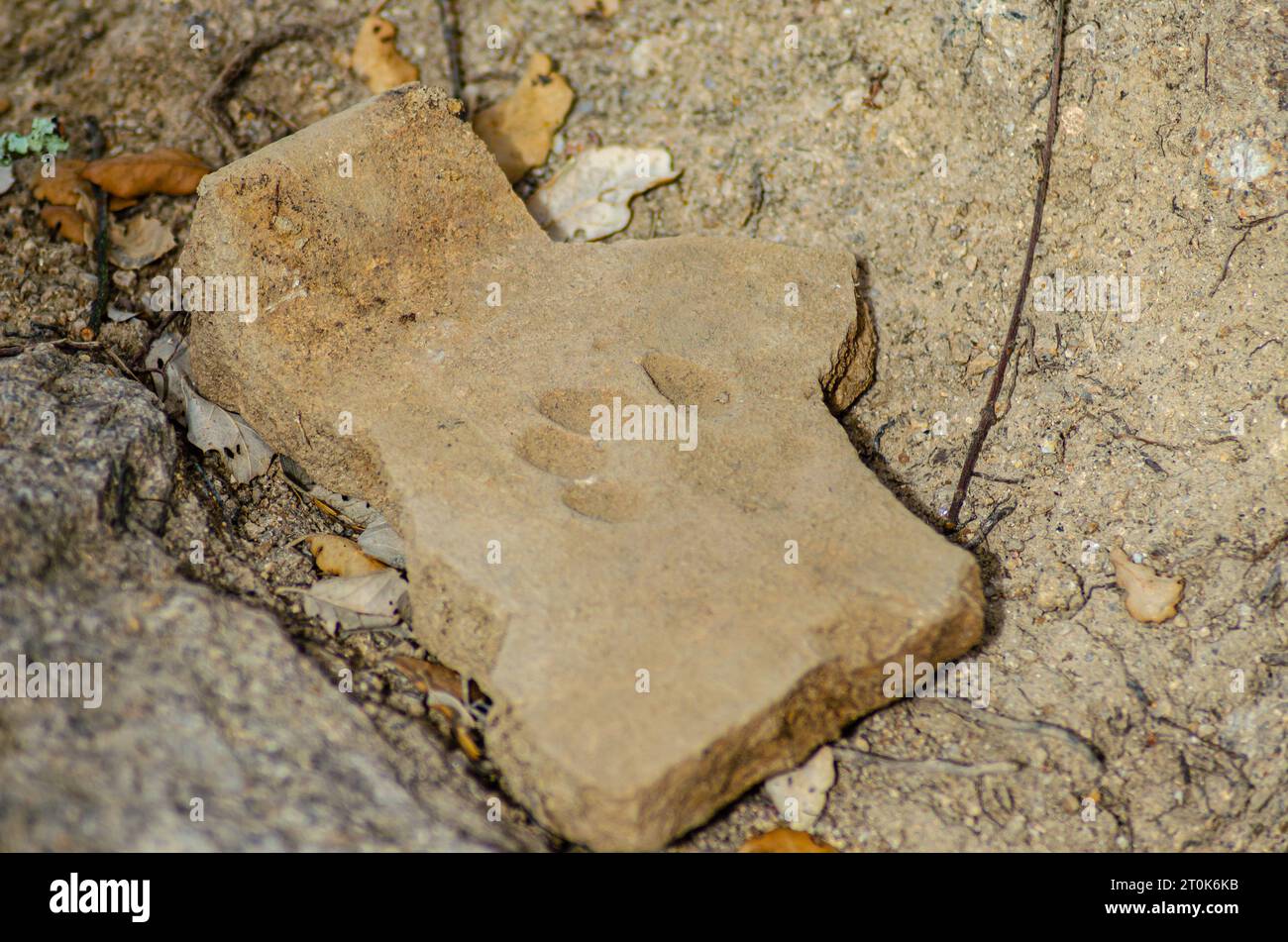 römische Dachziegel mit Hundefußabdruck in einer archäologischen Ausgrabung, Tegula Stockfoto