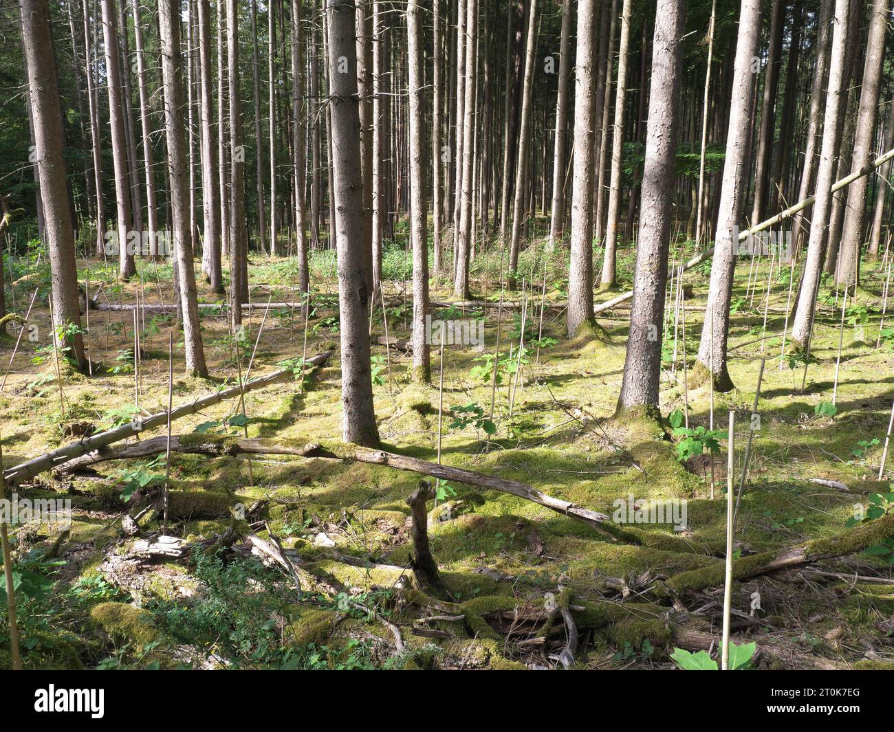 Ein umzäuntes Heiligtum im Wald mit jungen Pflanzen und Schutzzaun für Aufforstung. Stockfoto