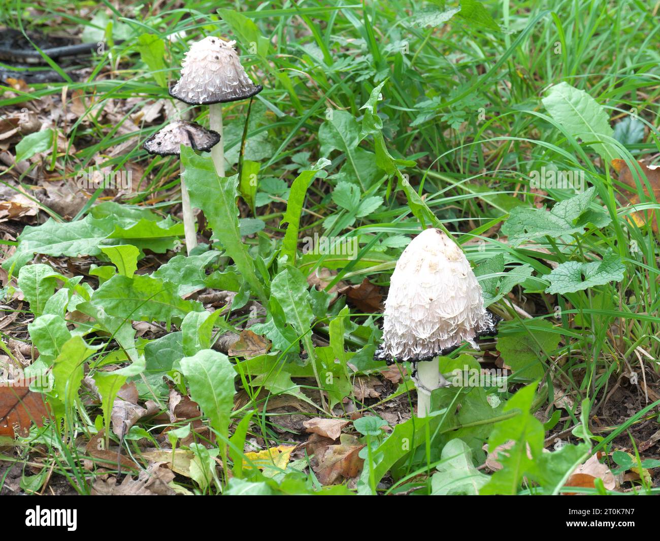 Haubenfarblinge Coprinus comatus mit Sporulation (Tintenbildung) Stockfoto