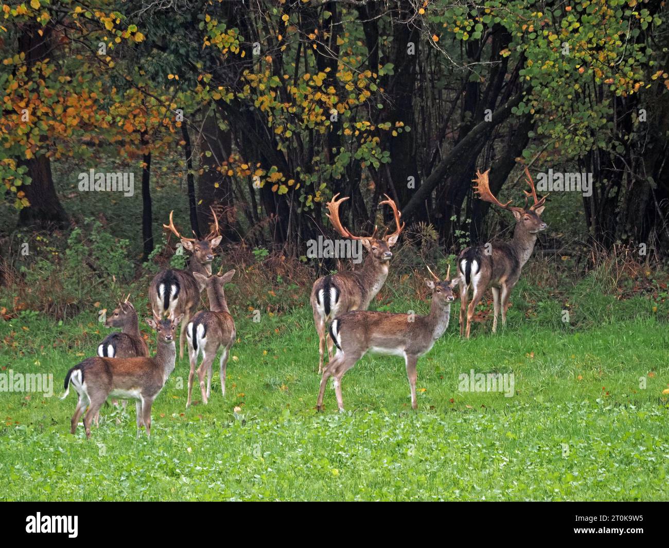 Herde gemischter Hirsch (männlich) mit guten Hörnern auf dem Feld am Waldrand in Wiltshire, England, Großbritannien Stockfoto