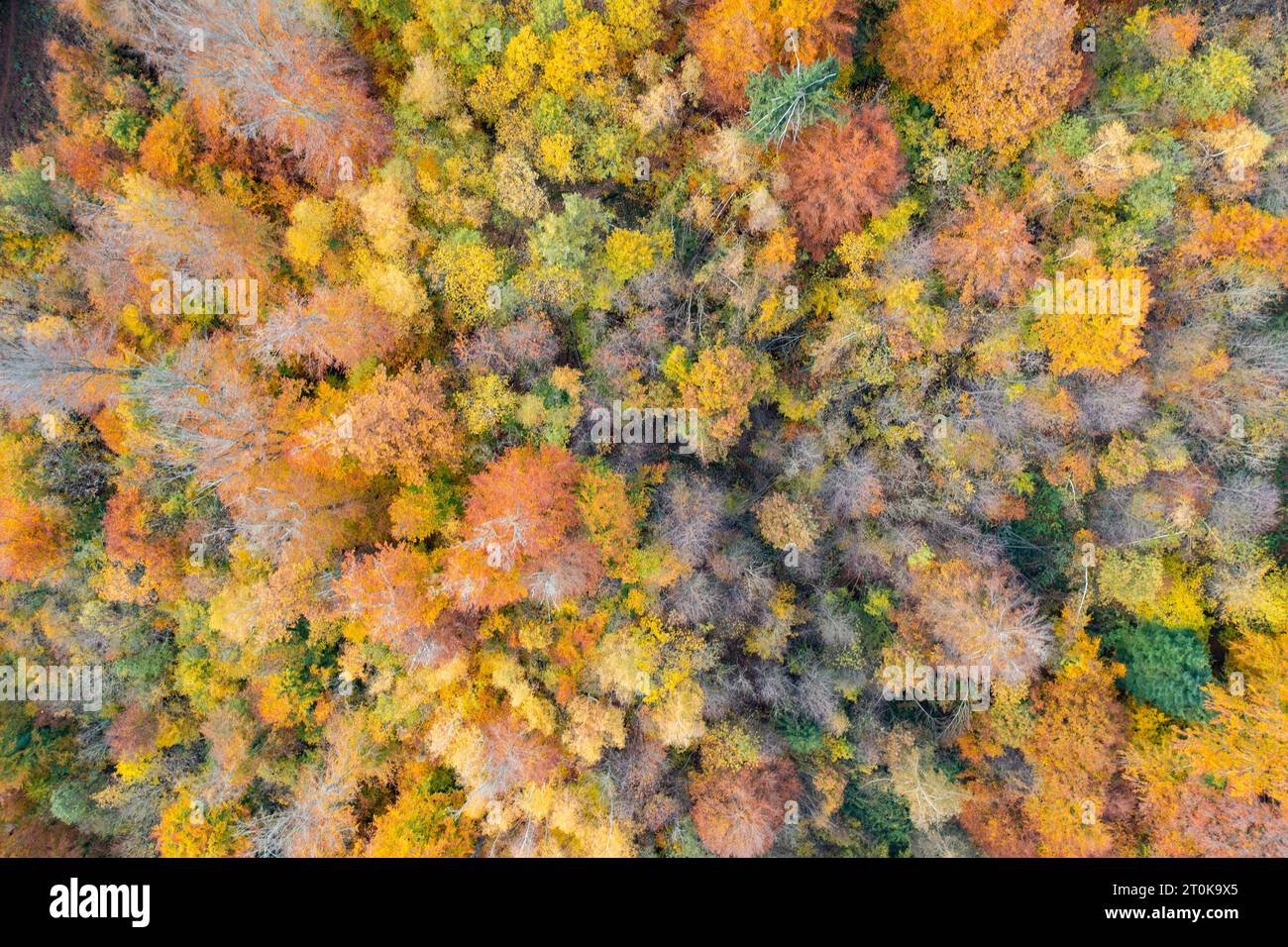 Luftdrohnen-Blick über die wunderschöne Herbstwaldlandschaft. Bunte Bäume im Wald. Stockfoto