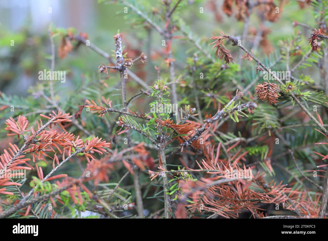 Junge Tannen, die durch Dreyfusia piceae Balsam-Wollblattläuse beschädigt wurden. Stockfoto