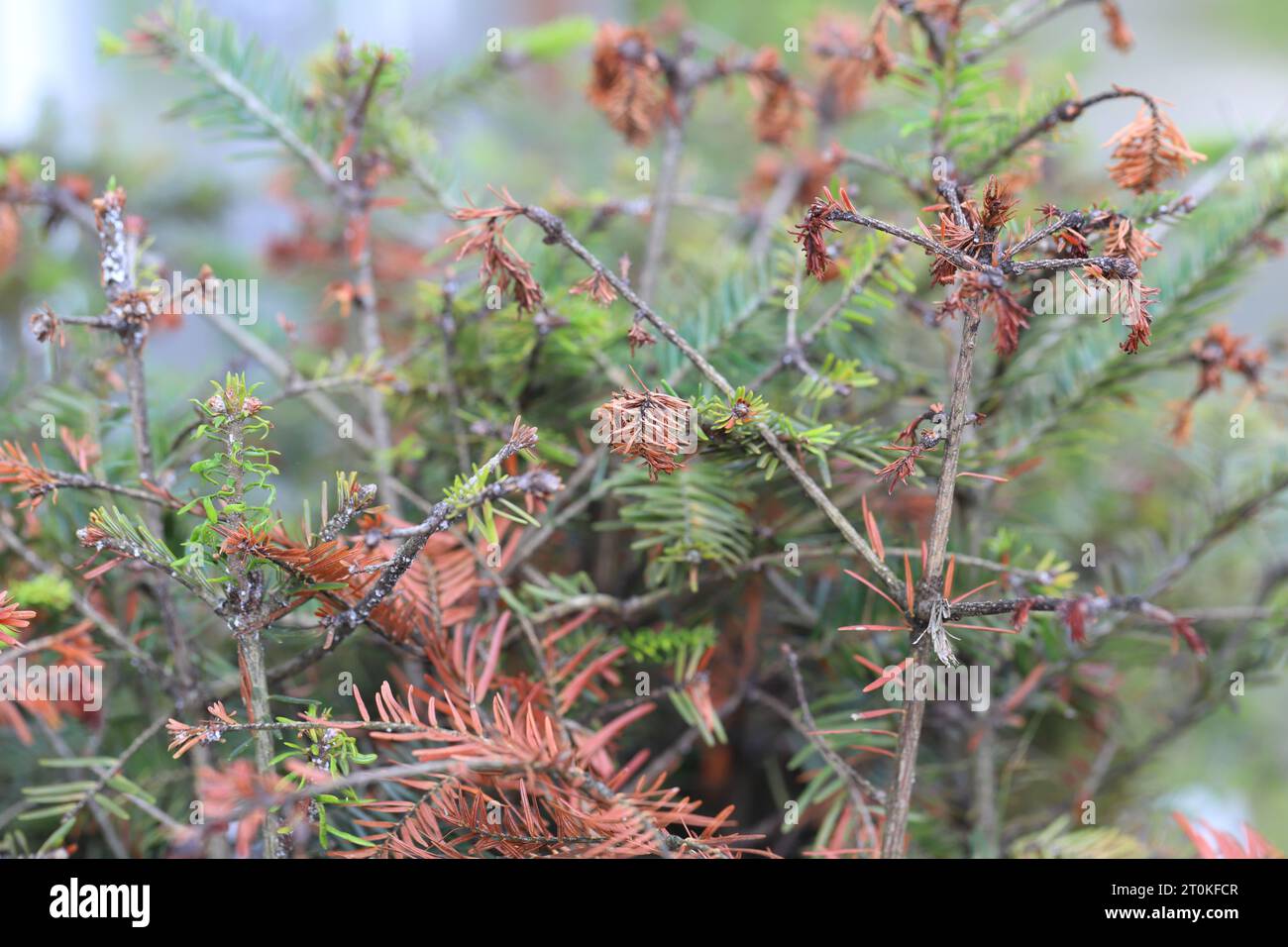 Junge Tannen, die durch Dreyfusia piceae Balsam-Wollblattläuse beschädigt wurden. Stockfoto
