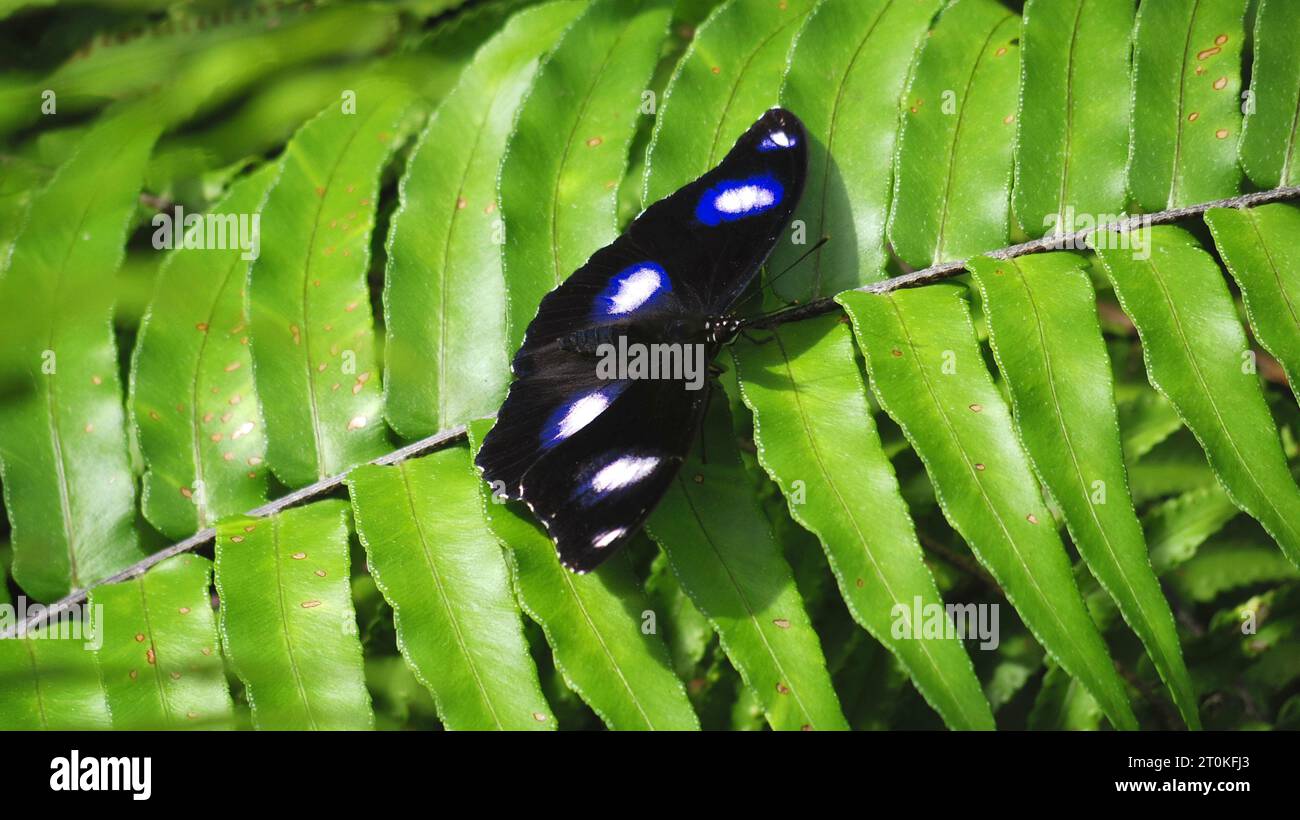 Ein Hypolimnas Bolina Schmetterling (auch bekannt als große Eierkraut oder Blaumondfalter), der auf einer tropischen Regenwaldpflanze im Schmetterlingsschutzgebiet in Kuranda sitzt Stockfoto