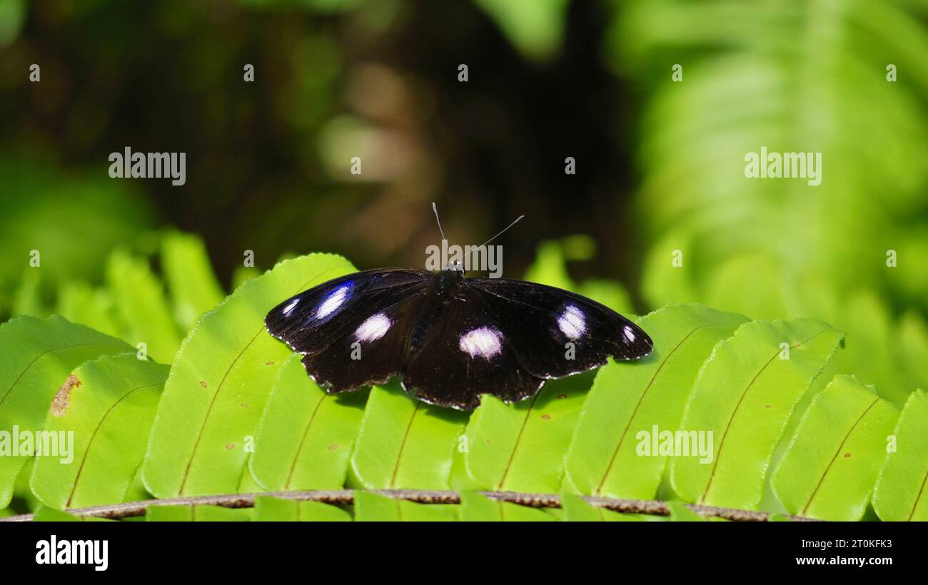 Ein Hypolimnas Bolina Schmetterling (auch bekannt als große Eierkraut oder Blaumondfalter), der auf einer tropischen Regenwaldpflanze im Schmetterlingsschutzgebiet in Kuranda sitzt Stockfoto