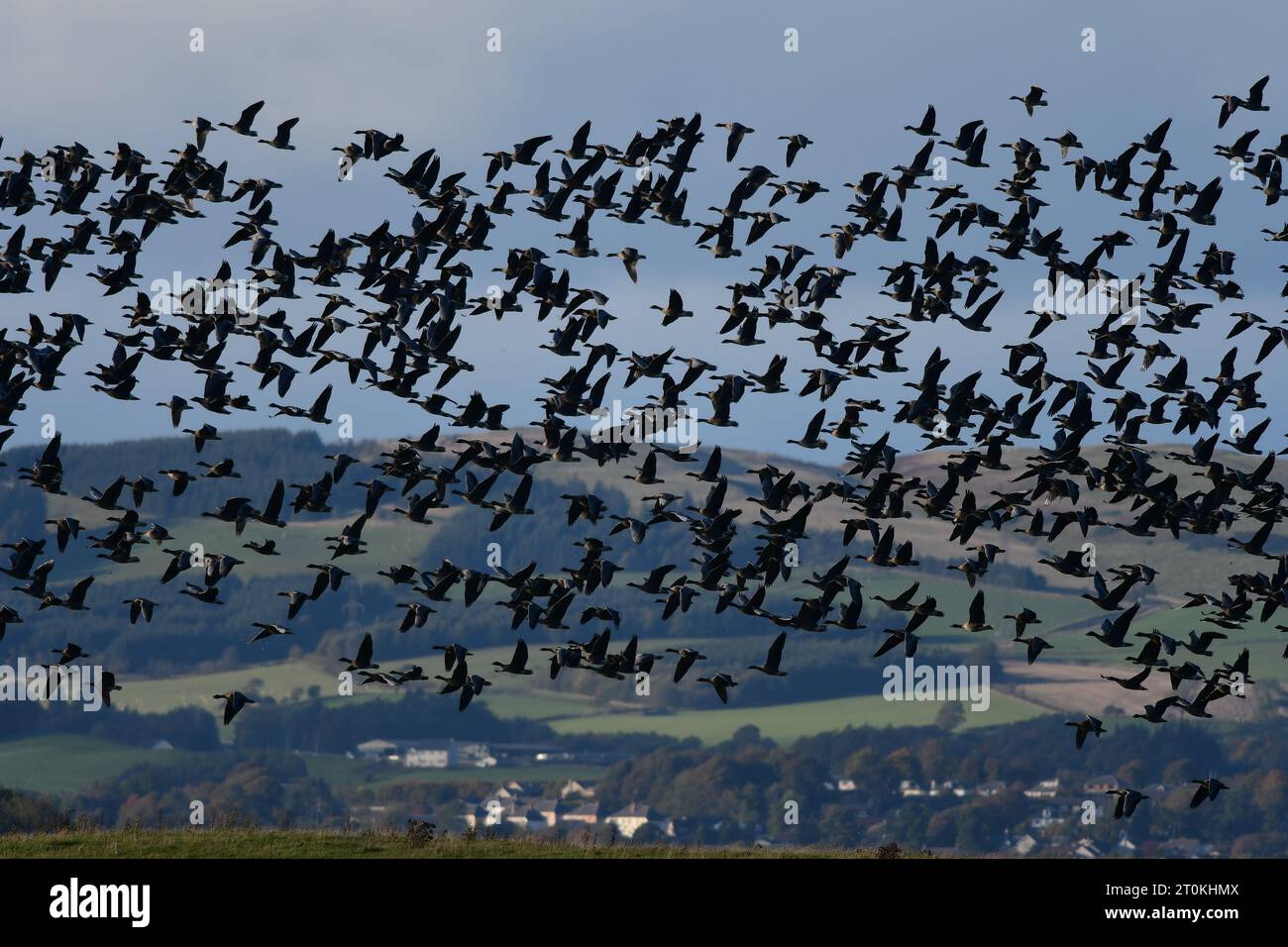 Rosafarbene Gänse RSPB Loch Leven Stockfoto