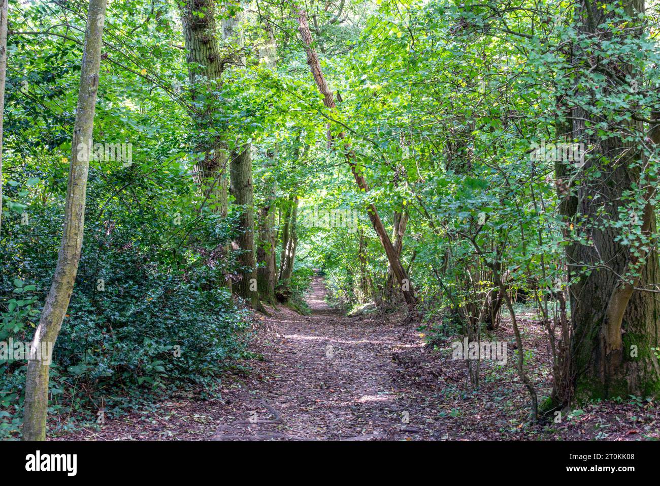 Ein unbefestigter Pfad, der sich durch Wälder in Berkshire schlängelt, Stockfoto