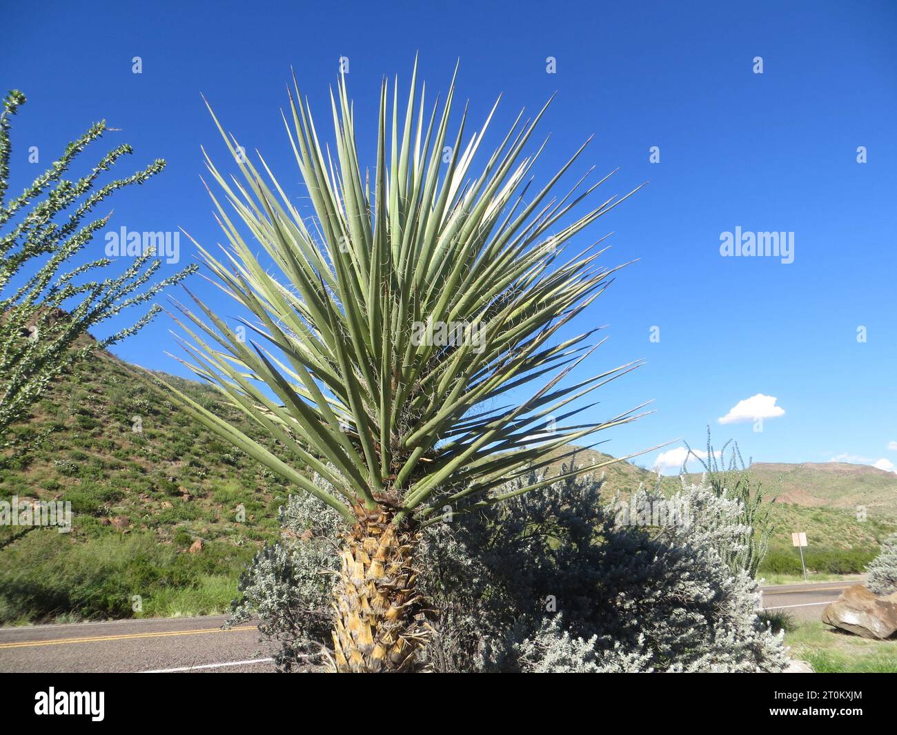 Wüstenpflanze in der Nähe des Big Bend National Park Stockfoto