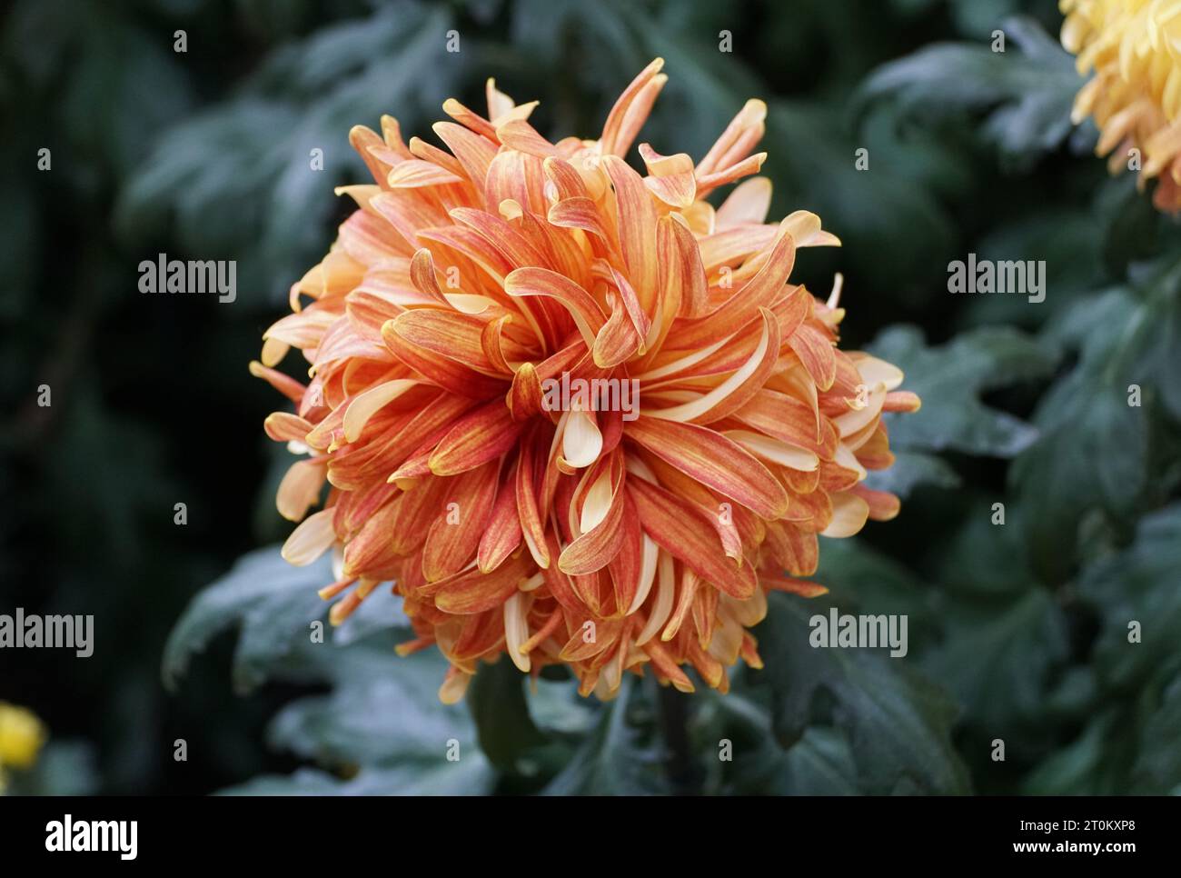 Nahaufnahme einer orangefarbenen Reflex-Mutter „King George“ Blüte bei voller Blüte Stockfoto