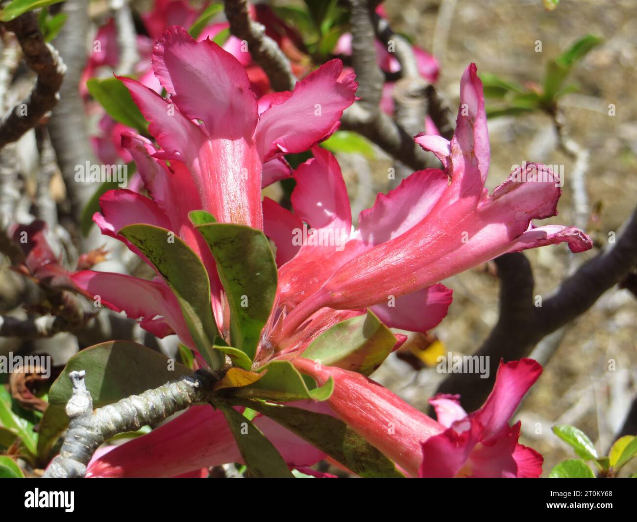 Pink Flowers auf Hawaii Stockfoto