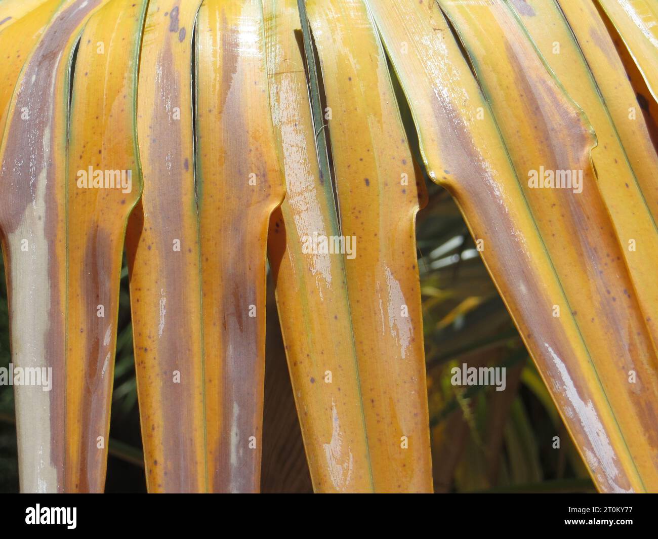 Pflanzenblätter auf Hawaii Stockfoto
