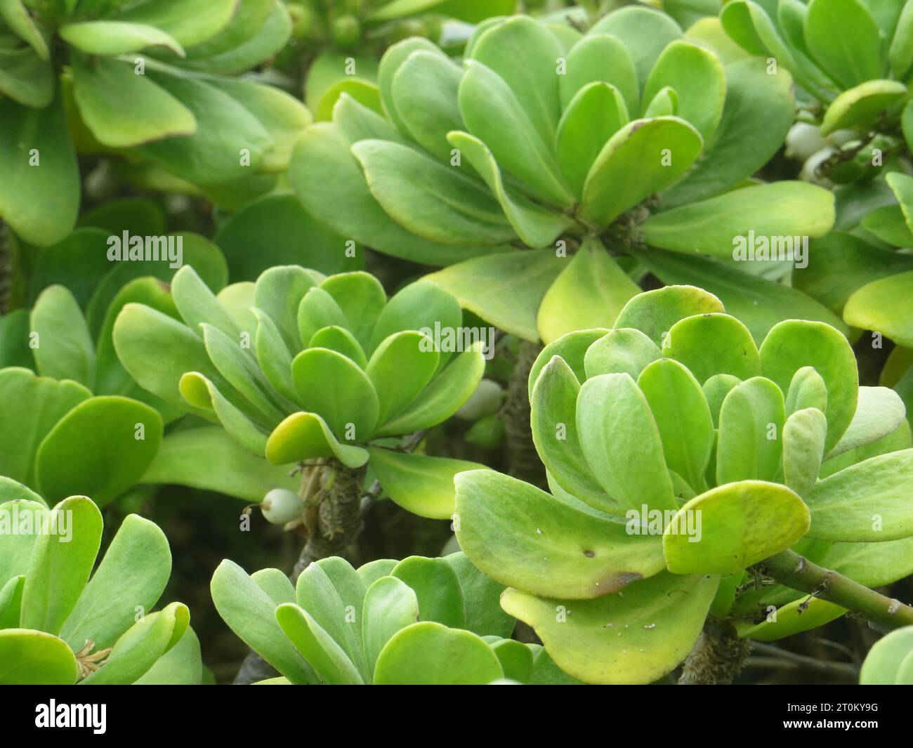 Grüne Laubpflanze auf Hawaii Stockfoto